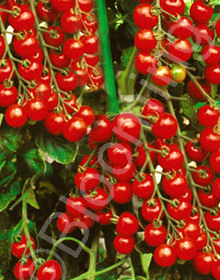 Solanum lycopersicum 'Sweet Million'